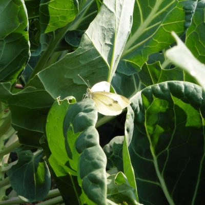 Helende Planten